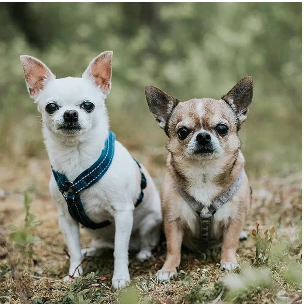 Casual Padded Dog Y-Harness